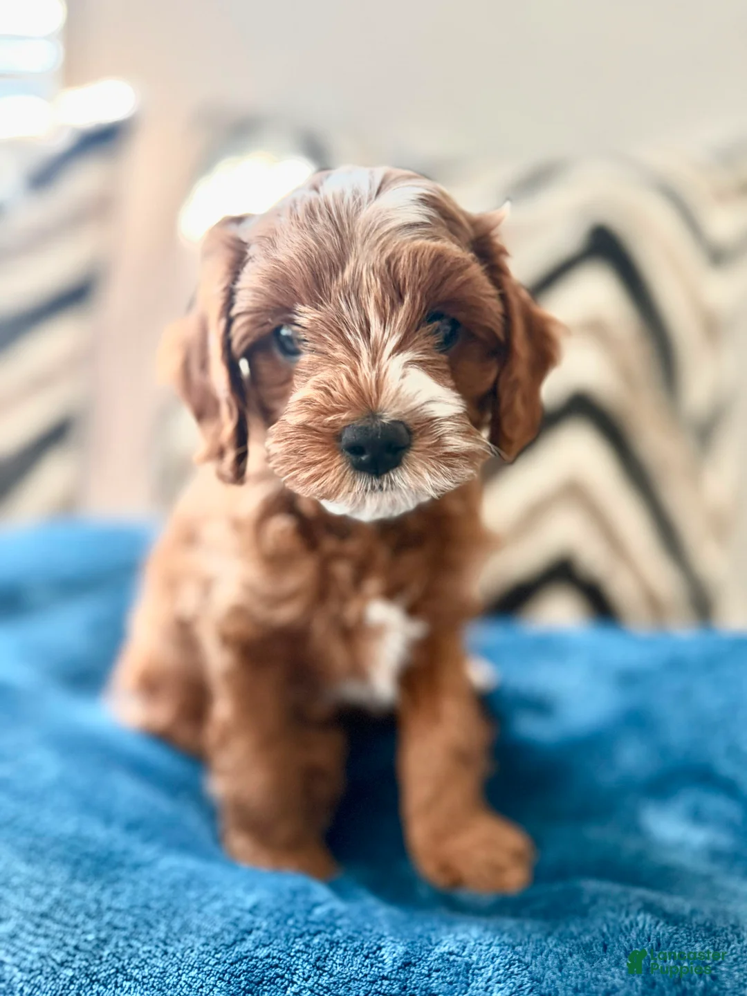 Cavapoo dogs for sale: Puppy 1 - Ad 2