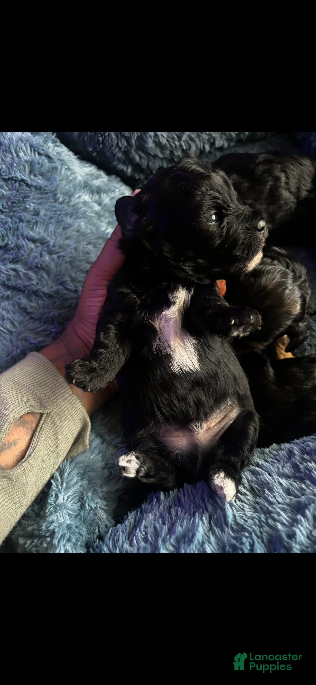 Yorkiepoo dogs for sale: Yorkiepoo 1 - Ad 1
