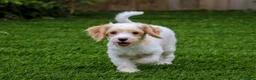 Cavachon dogs for sale: Hailey🌸 - Ad 26