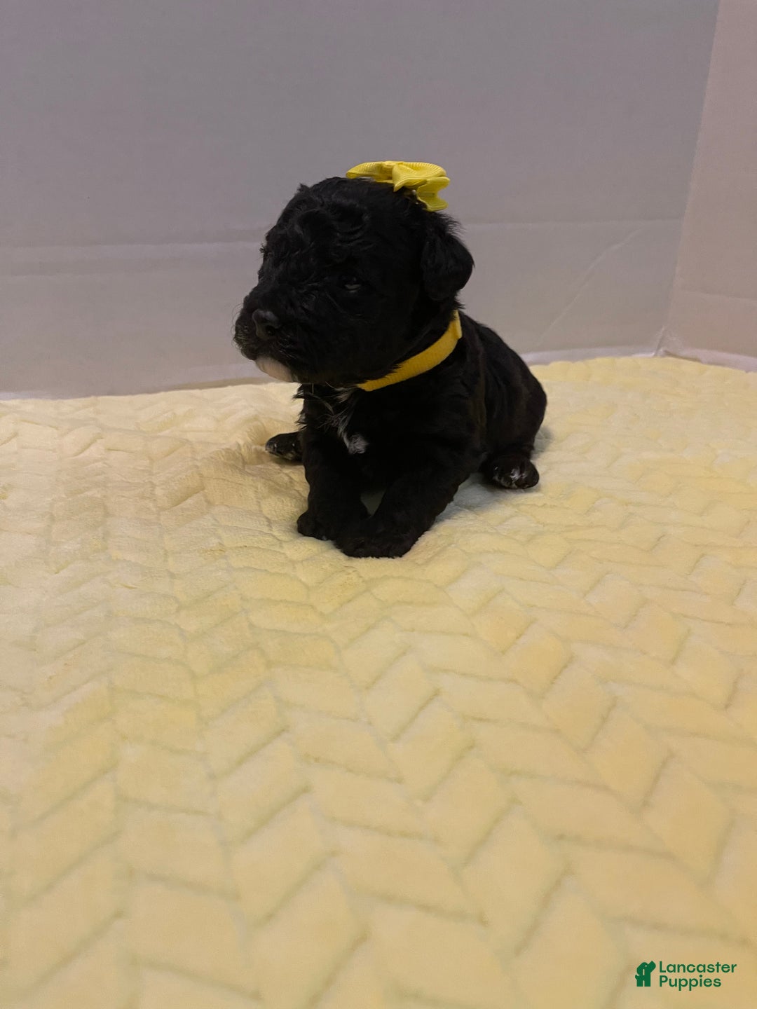 Goldendoodle dogs for sale: Goldendoodle Puppy 5 - Ad 3