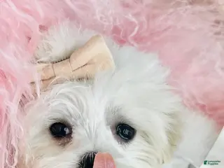 Maltese dogs Maltese Puppy 1 - Ad 9