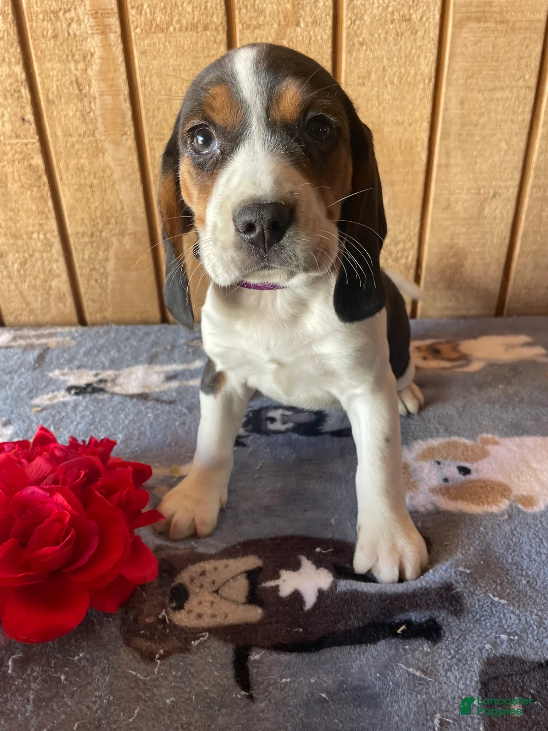 Beagle dogs for sale: Blanche - Ad 3