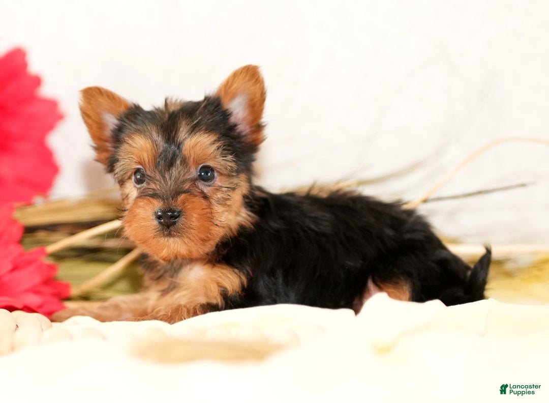 Morkie dogs for sale: Preston - Ad 3