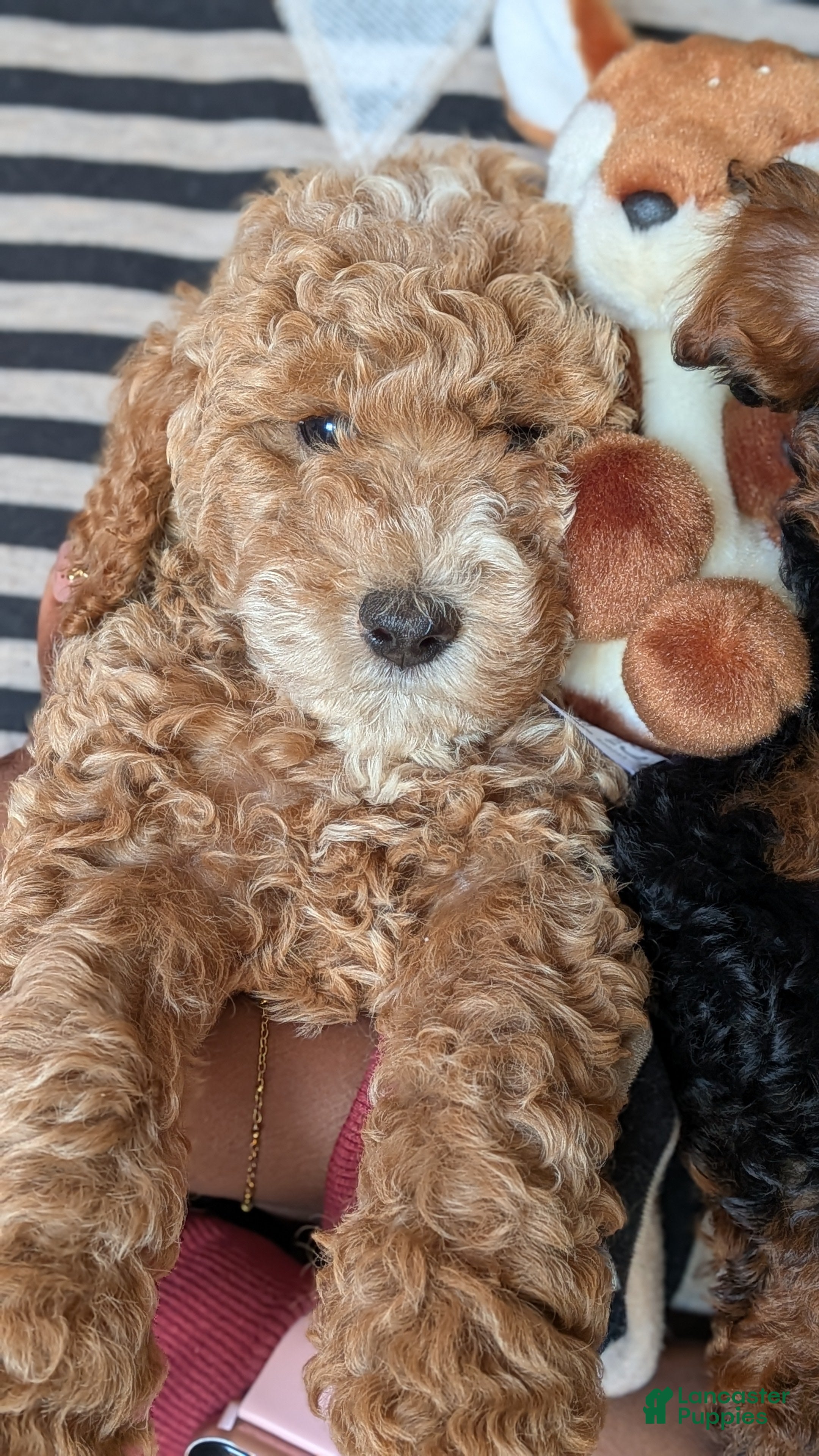 Miniature Poodle dogs for sale: Flynn  - Ad 2