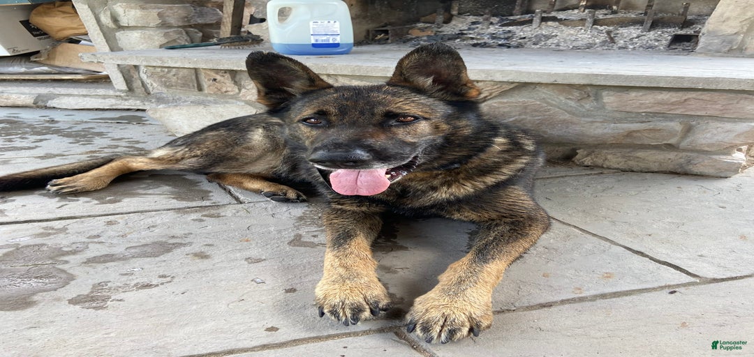 Gallery Image {{count}}