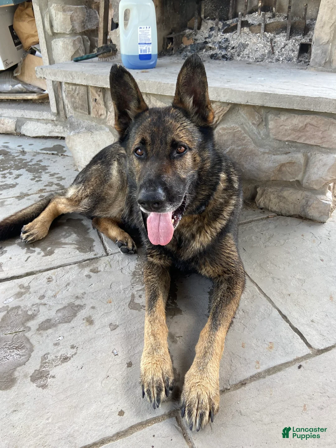 Gallery Image {{count}}