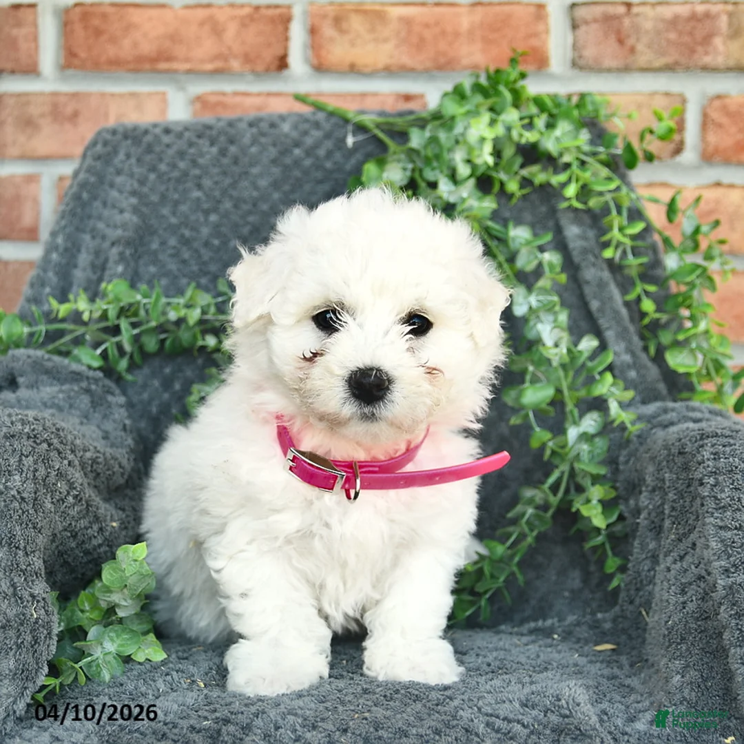 Bichon Frise dogs for sale: Sadie  - Ad 1