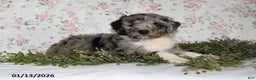 Mini Aussiedoodle dogs for sale: Alex - Ad 3