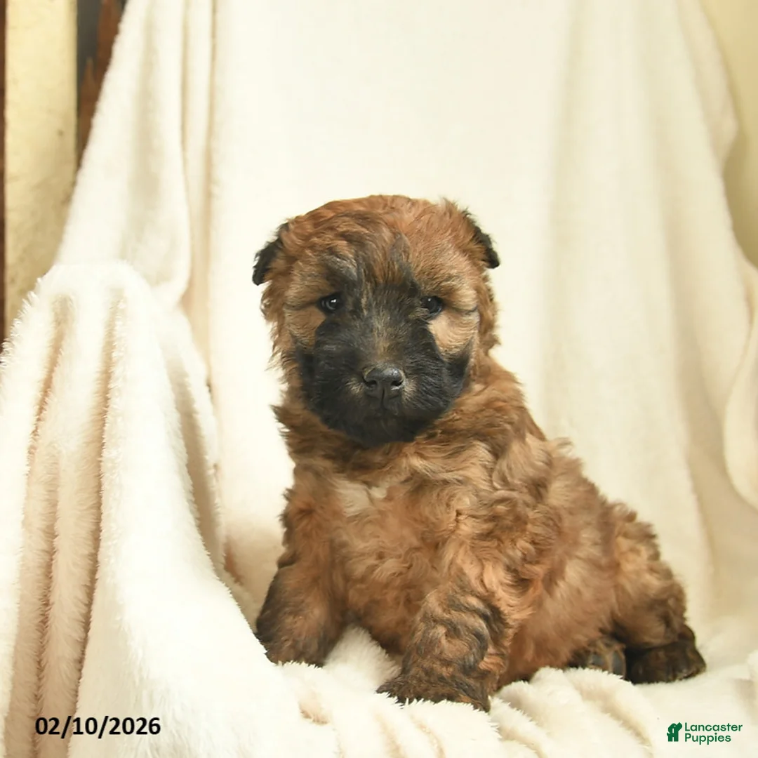 Soft Coated Wheaten Terrier dogs for sale: Twilight  - Ad 3