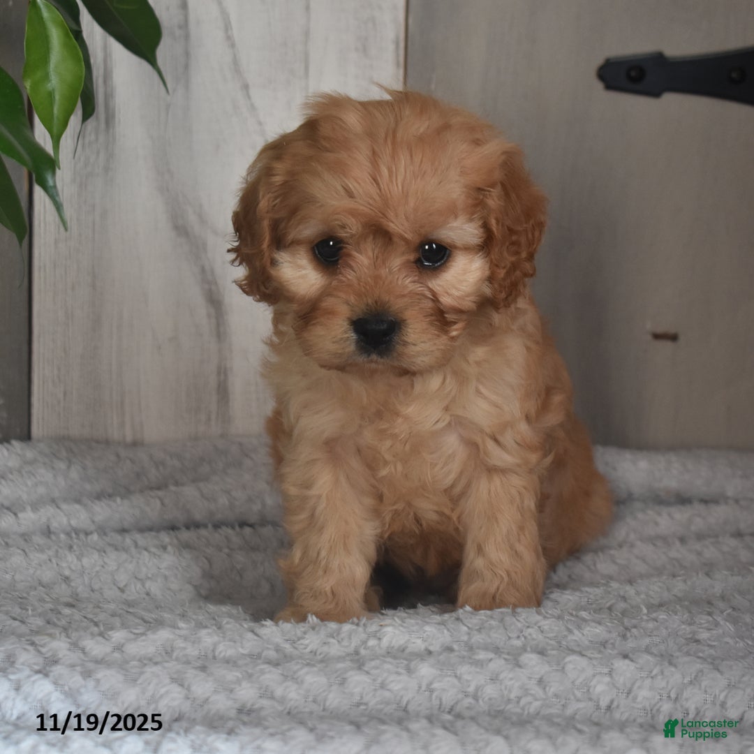 Cavapoo dogs for sale: Josey - Ad 2