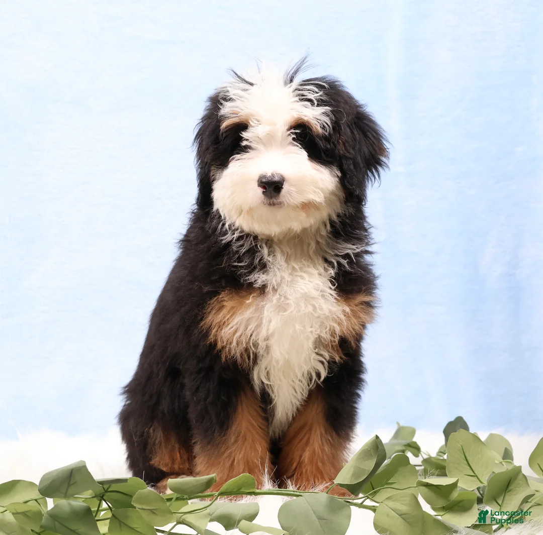 Mini Bernedoodle dogs for sale: Dawson - Ad 2