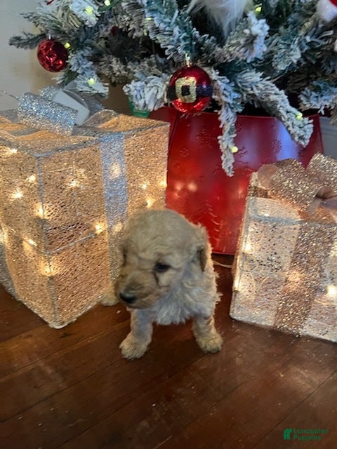 Standard Poodle dogs Tommy - Ad 2