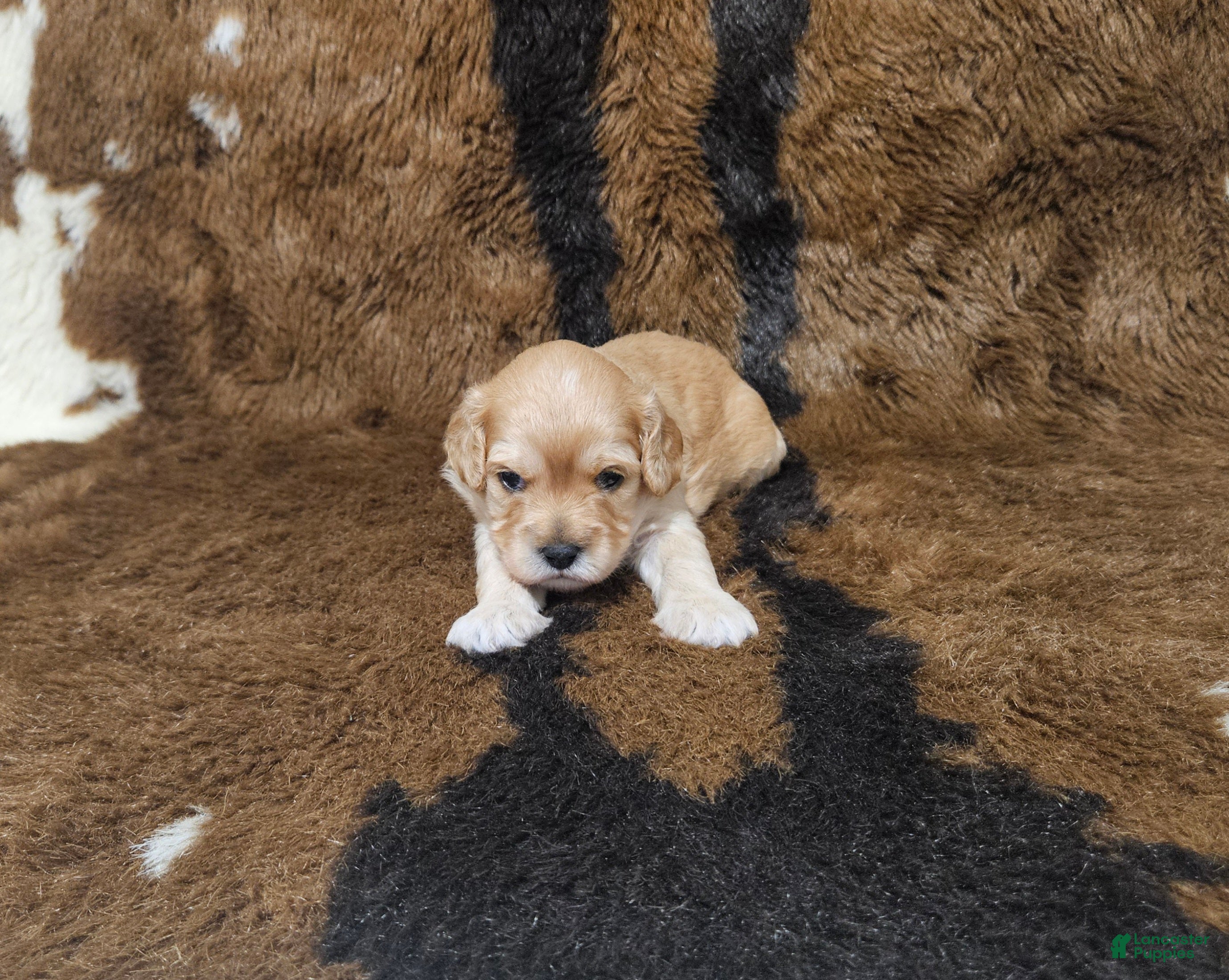 Cavapoo dogs F1 Hera - Ad 41