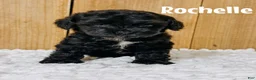 Cavapoo dogs for sale: Rochelle F1b Cavapoo Girl 🐶 - Ad 1