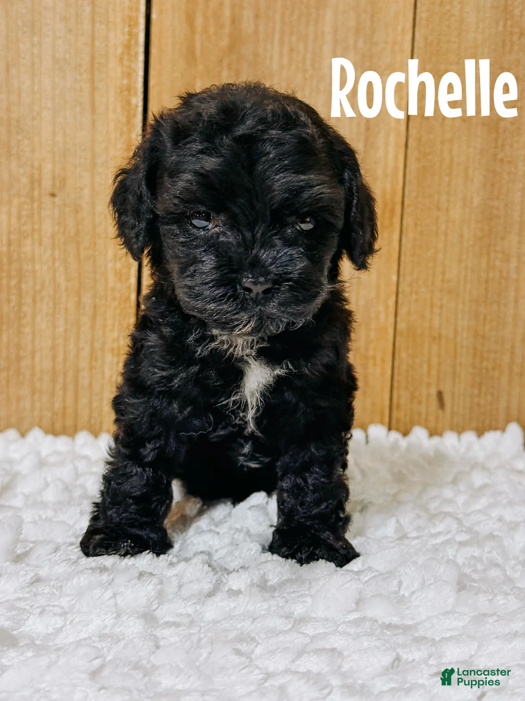 Cavapoo dogs for sale: Rochelle F1b Cavapoo Girl 🐶 - Ad 1