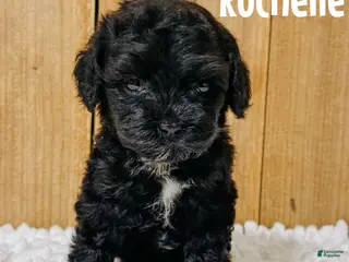 Cavapoo dogs Rochelle F1b Cavapoo Girl 🐶 - Ad 26