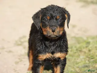 Rottweiler dogs Rottweiler M2 - Ad 5