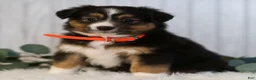 Miniature Australian Shepherd dogs for sale: Gerald  - Ad 1