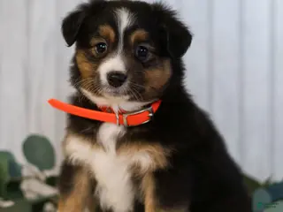 Miniature Australian Shepherd dogs for sale: Gerald - Ad 4