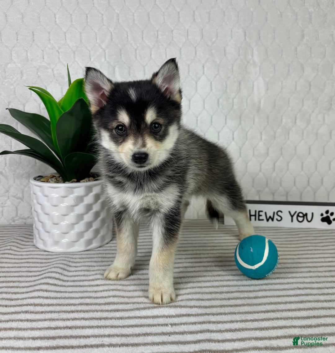 Pomsky dogs for sale: Pluto - Ad 2