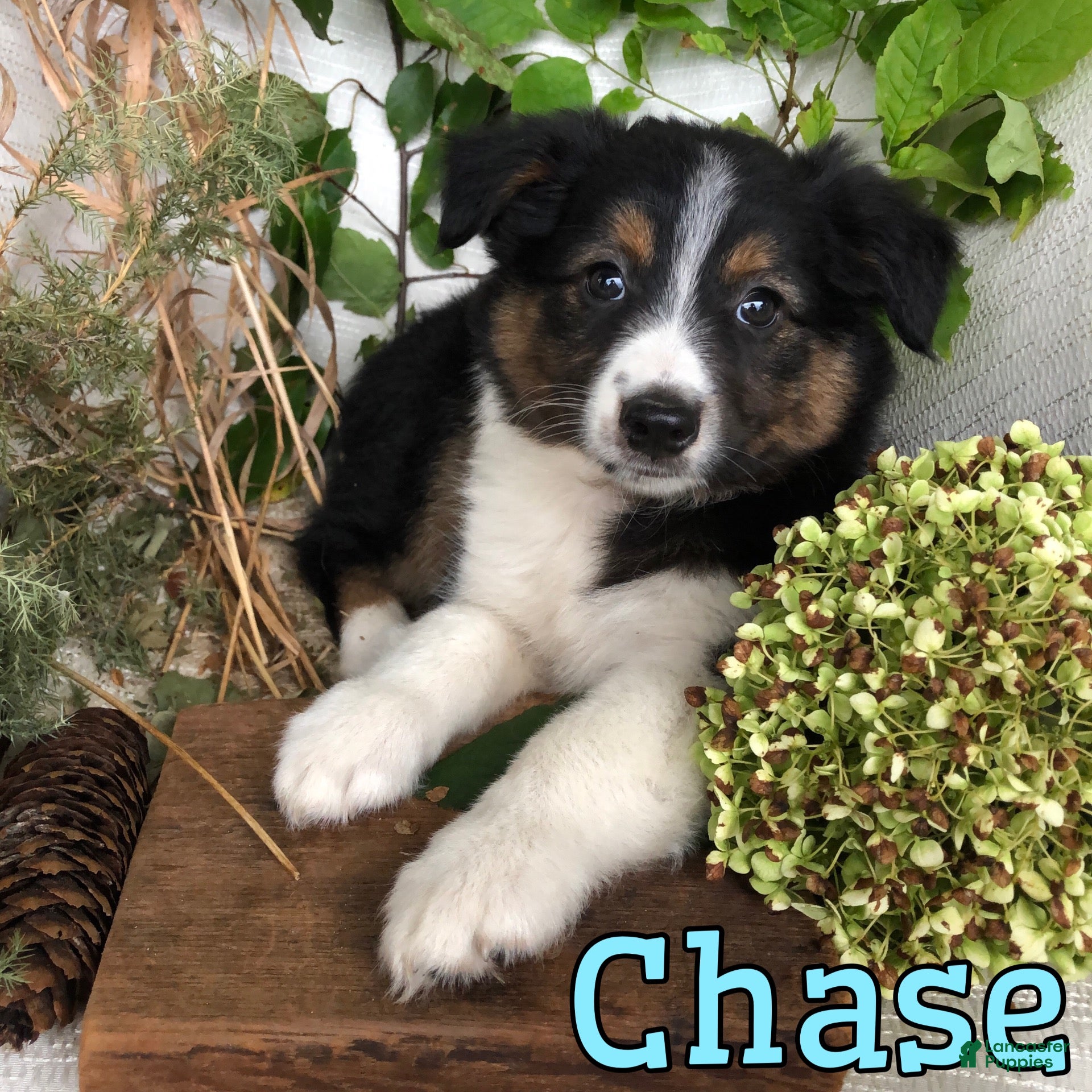 Mixed Breed dogs Mixed Breed 3 - Ad 2