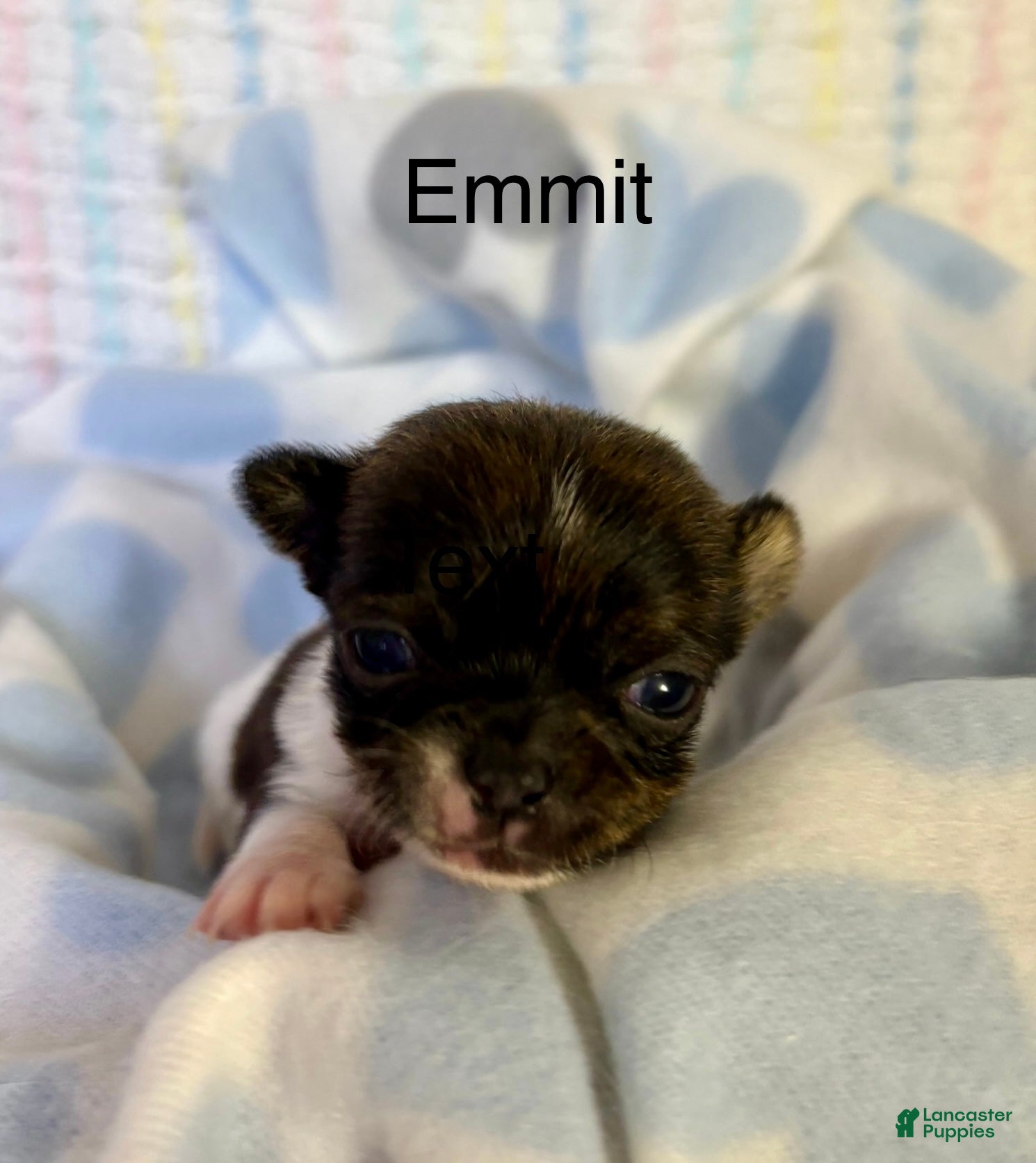 Chihuahua dogs Chihuahua Puppy 1 - Ad 14