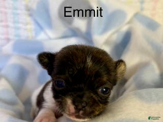 Chihuahua dogs Chihuahua Puppy 1 - Ad 14