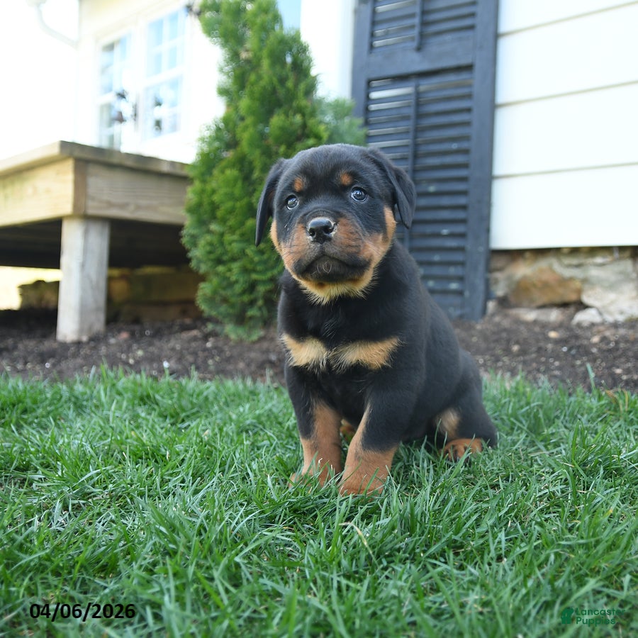 Rottweiler dogs Clancy - Ad 1
