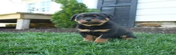 Rottweiler dogs for sale: Clancy - Ad 1