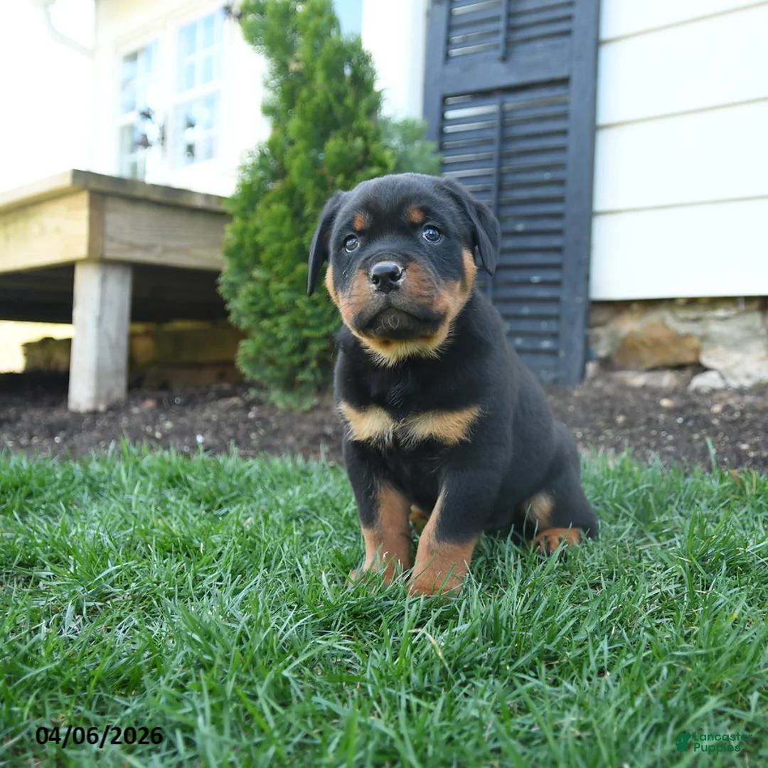 Rottweiler dogs for sale: Clancy - Ad 1