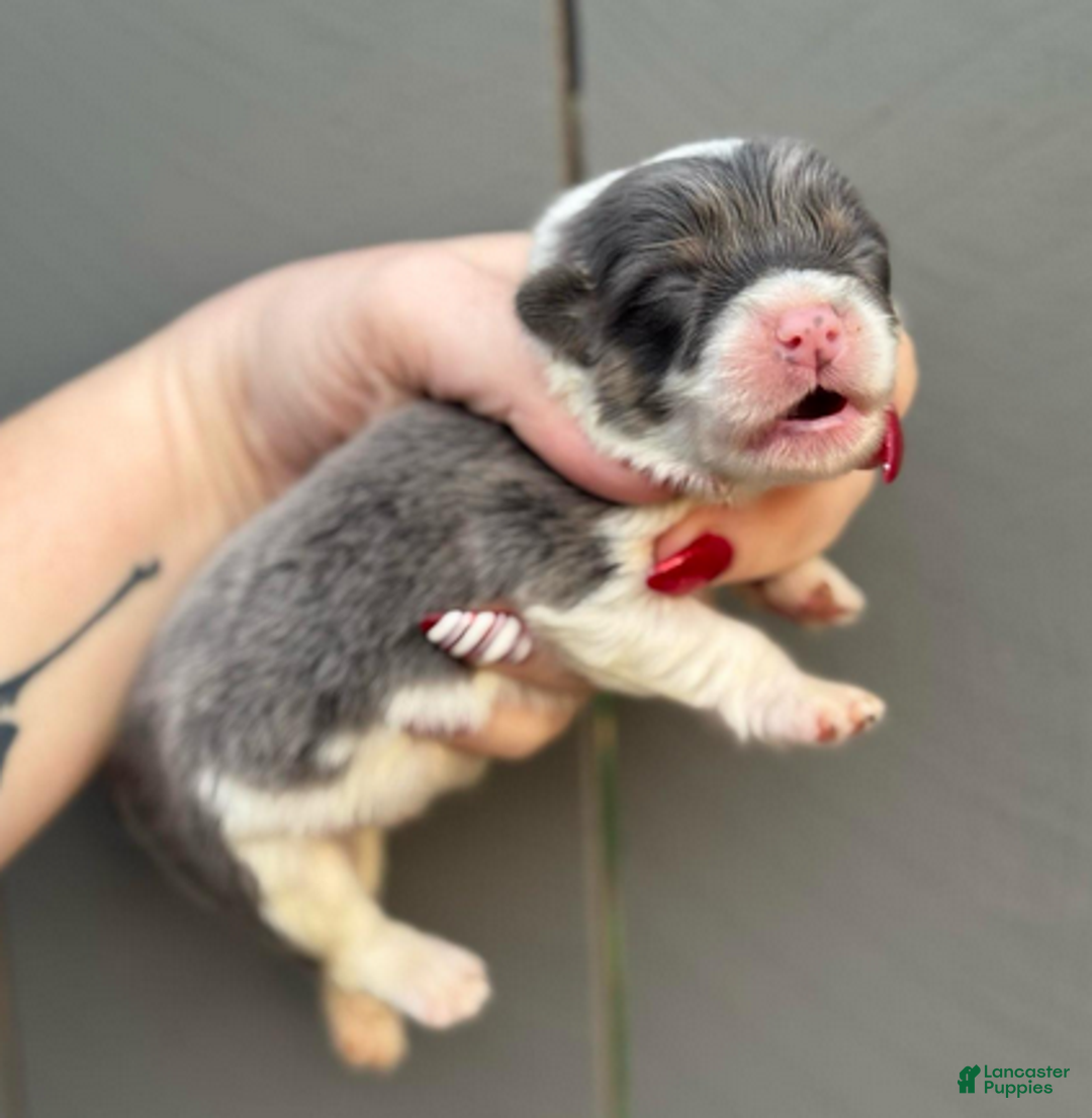 Welsh Corgi Pembroke dogs for sale: Bentley (fluffy) - Ad 3