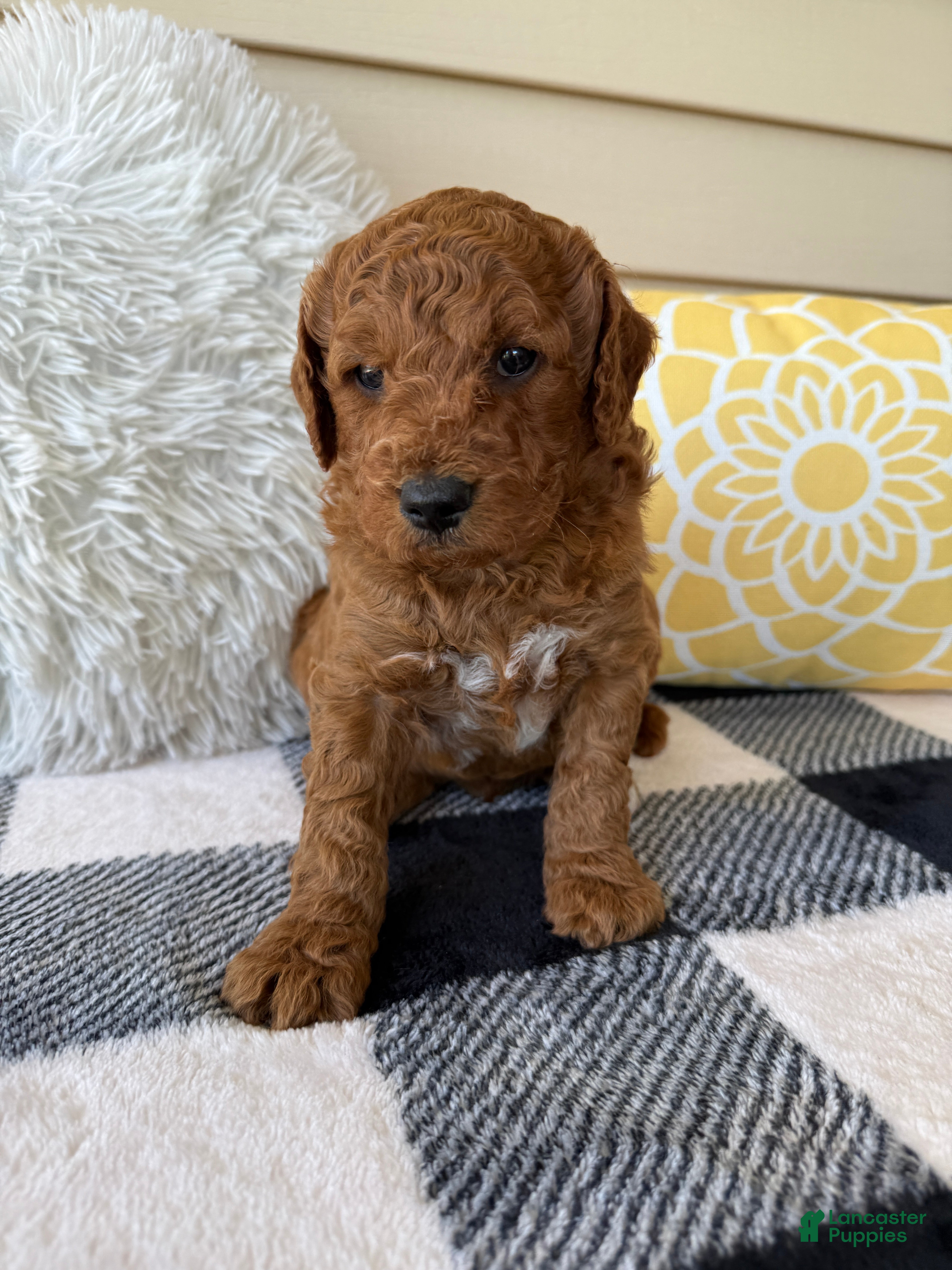 Mini Goldendoodle dogs Mini Goldendoodle “Bear” - Ad 2