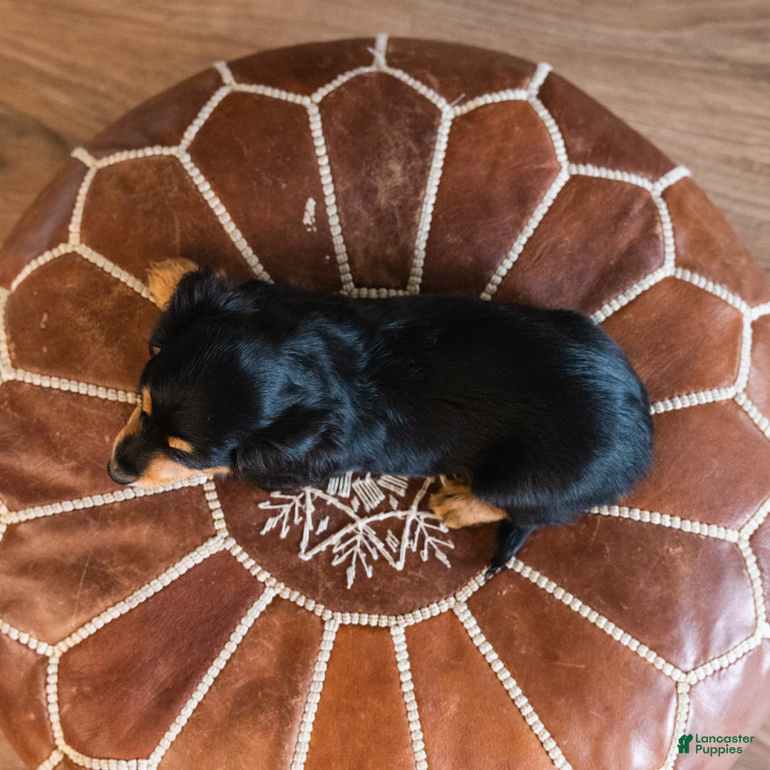Dachshund dogs for sale: Trixie - CHRISTMAS PUPPY! - Ad 8