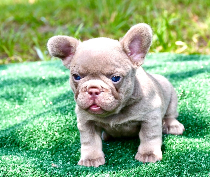 French Bulldog dogs French Bulldog 3 - Ad 2