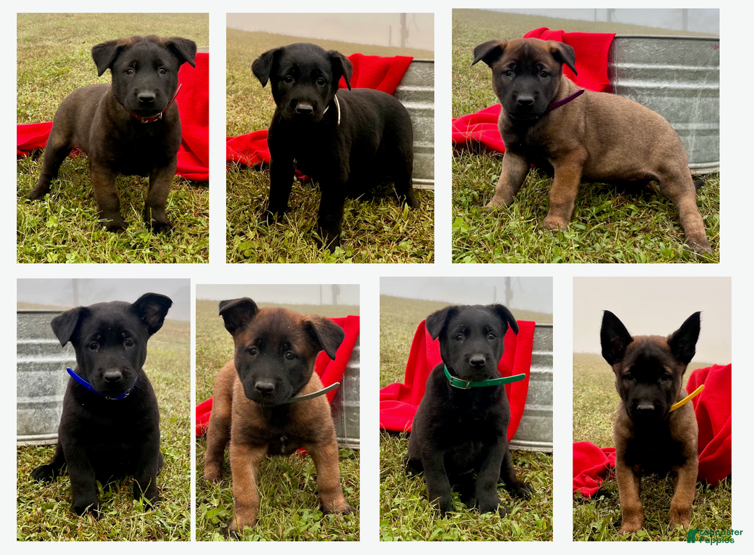 Belgian Malinois dogs for sale: Mocha ❤️alpha Akc Beauty 717-202-9120 - Ad 8