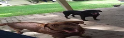 Labrador Retriever dogs for sale: Labrador Retriever 1 - Ad 1