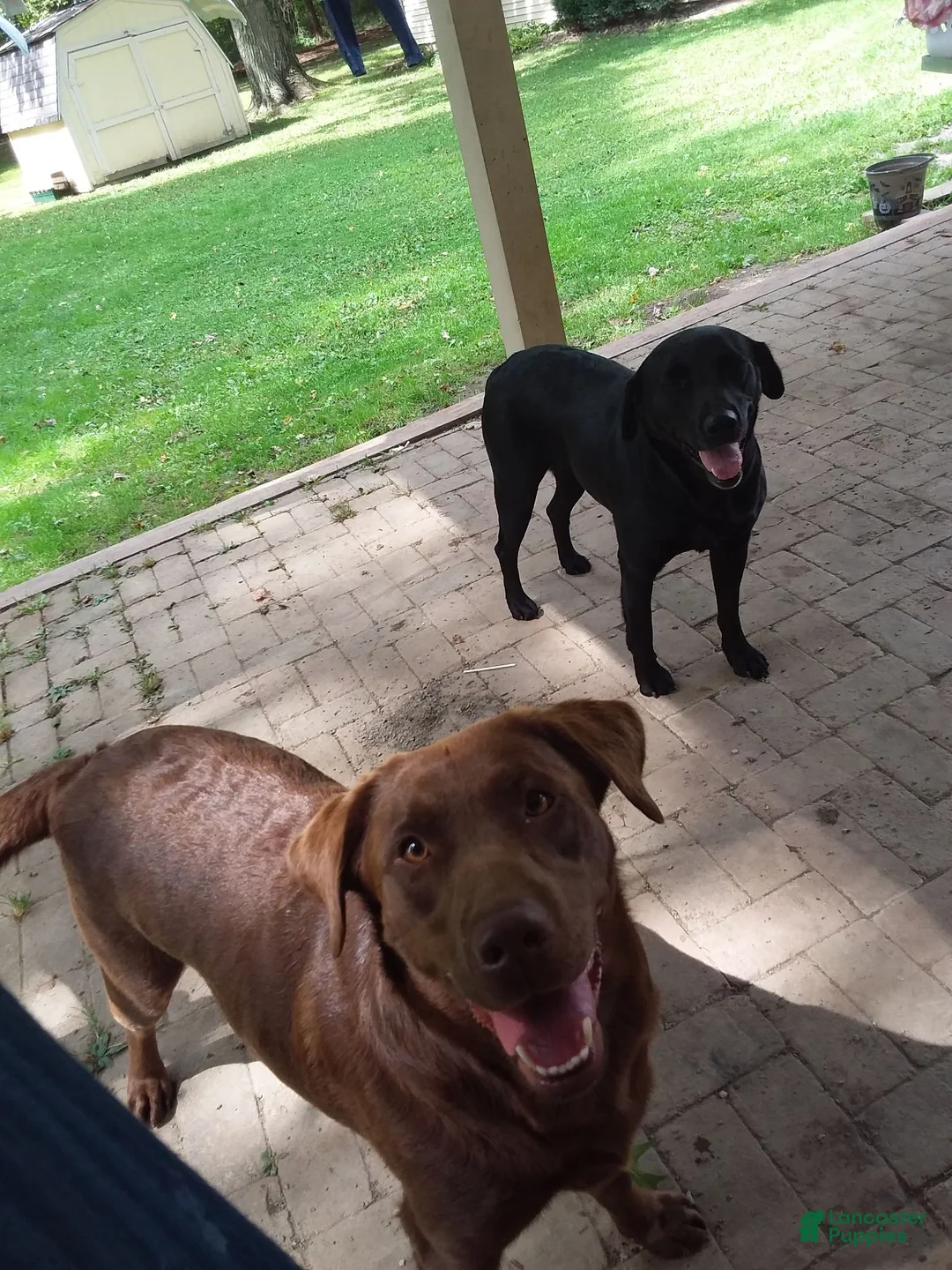 Labrador Retriever dogs for sale: Labrador Retriever 1 - Ad 1
