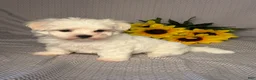 Maltese dogs for sale: Freddy  - Ad 2