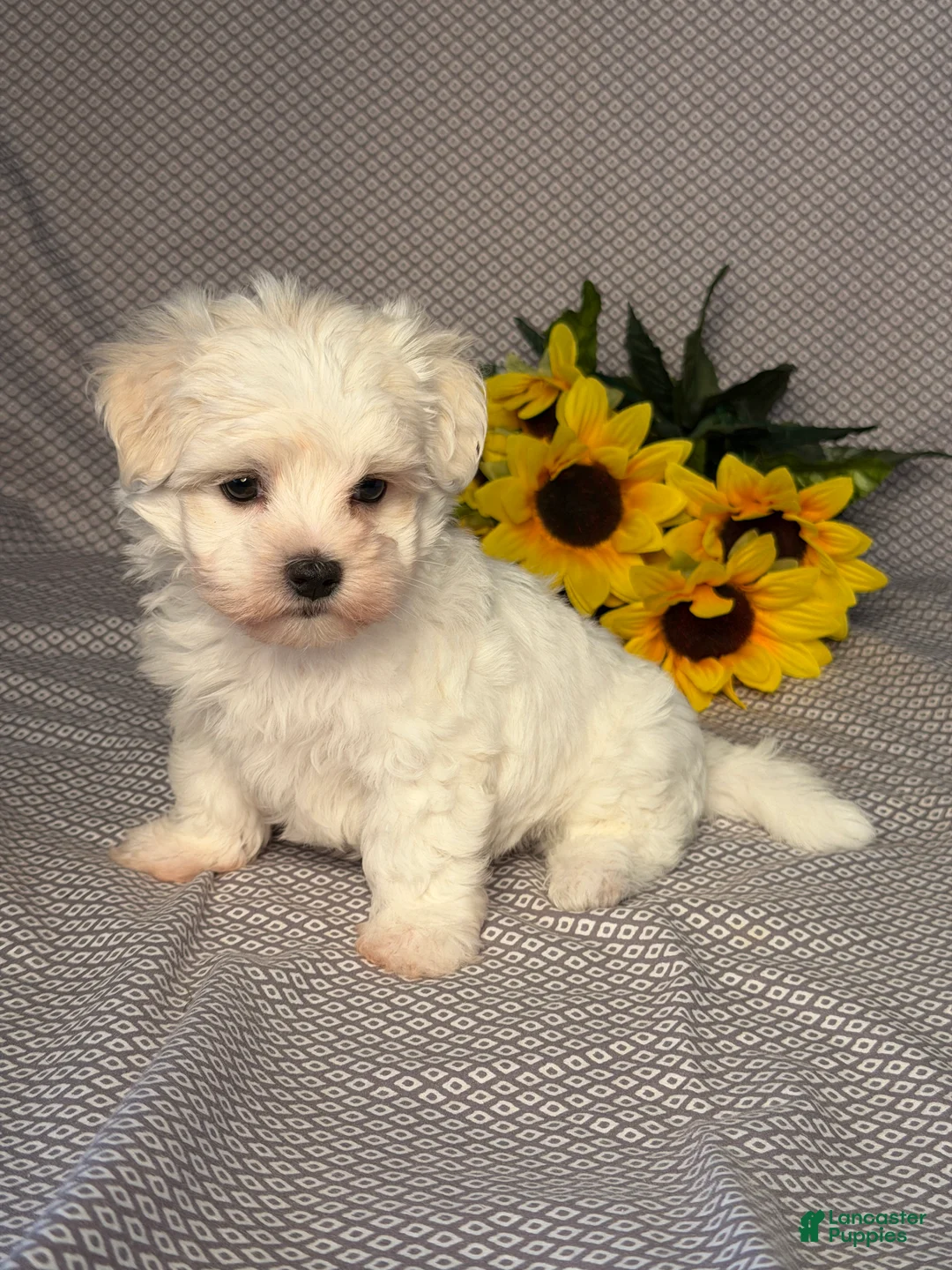 Maltese dogs for sale: Freddy  - Ad 2