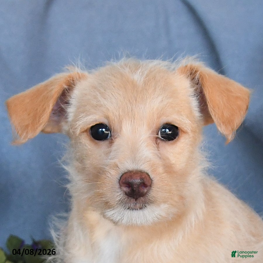 Pomapoo dogs Bertha - Ad 2