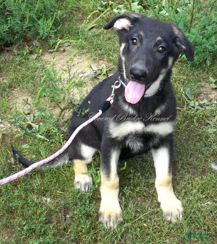 German Shepherd dogs Duke - Ad 30