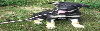Duke