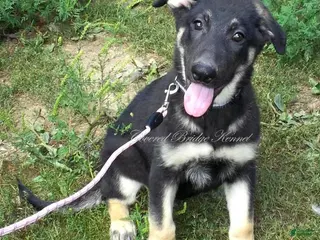 German Shepherd dogs Duke - Ad 30