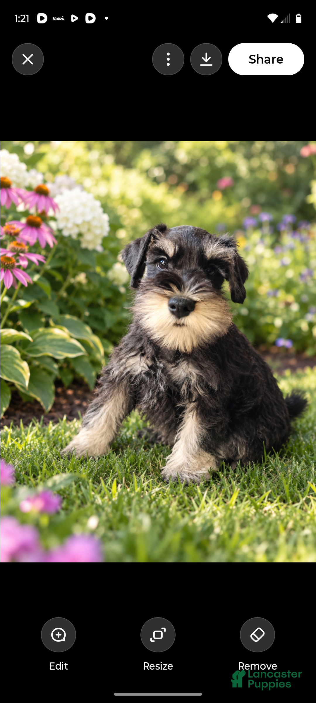 Miniature Schnauzer dogs Miniature Schnauzer 3 - Ad 2