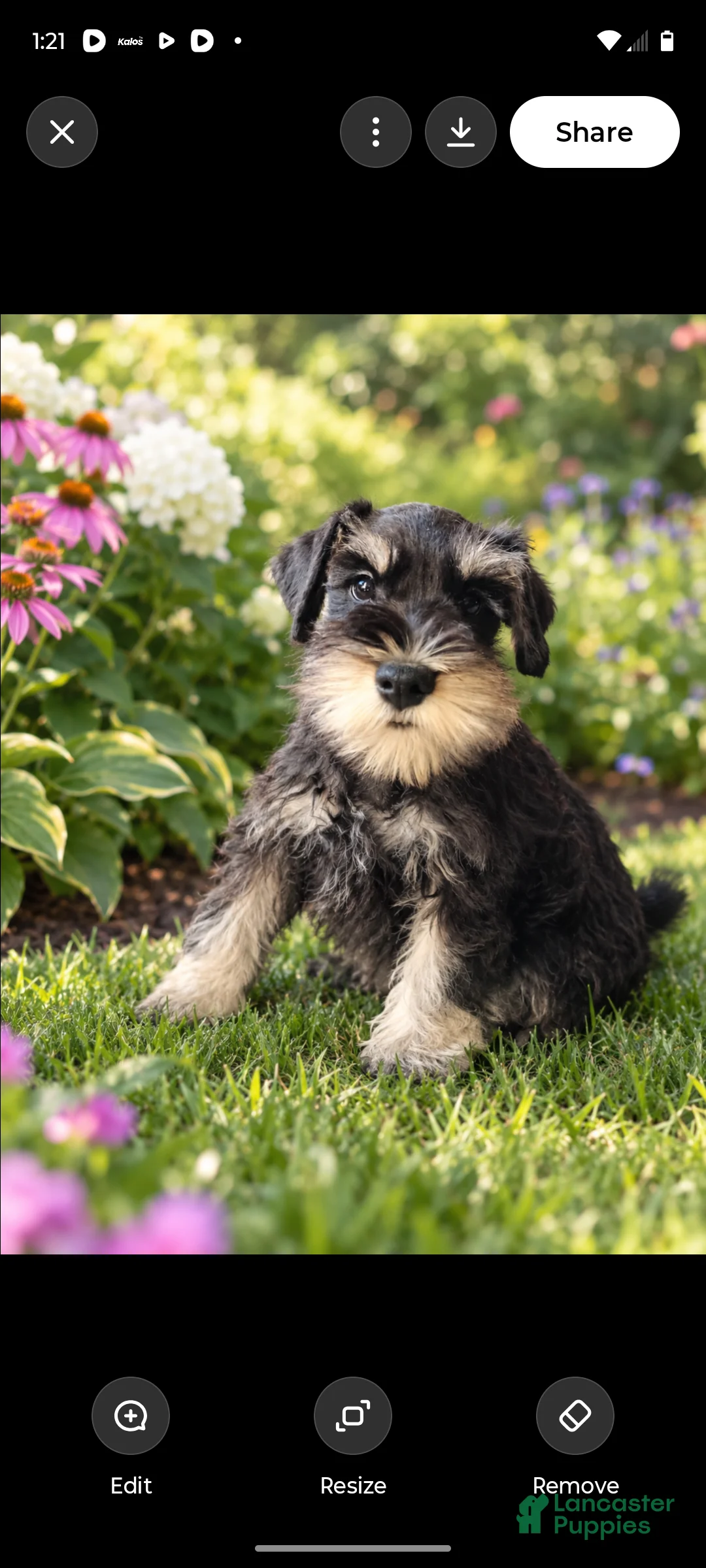 Miniature Schnauzer dogs for sale: Miniature Schnauzer 3 - Ad 2
