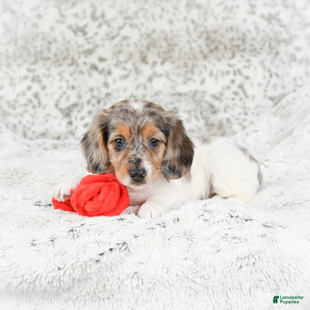 Miniature Dachshund dogs for sale: Charlotte - Ad 2