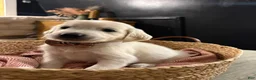 Golden Retriever dogs for sale: Clove - Ad 2