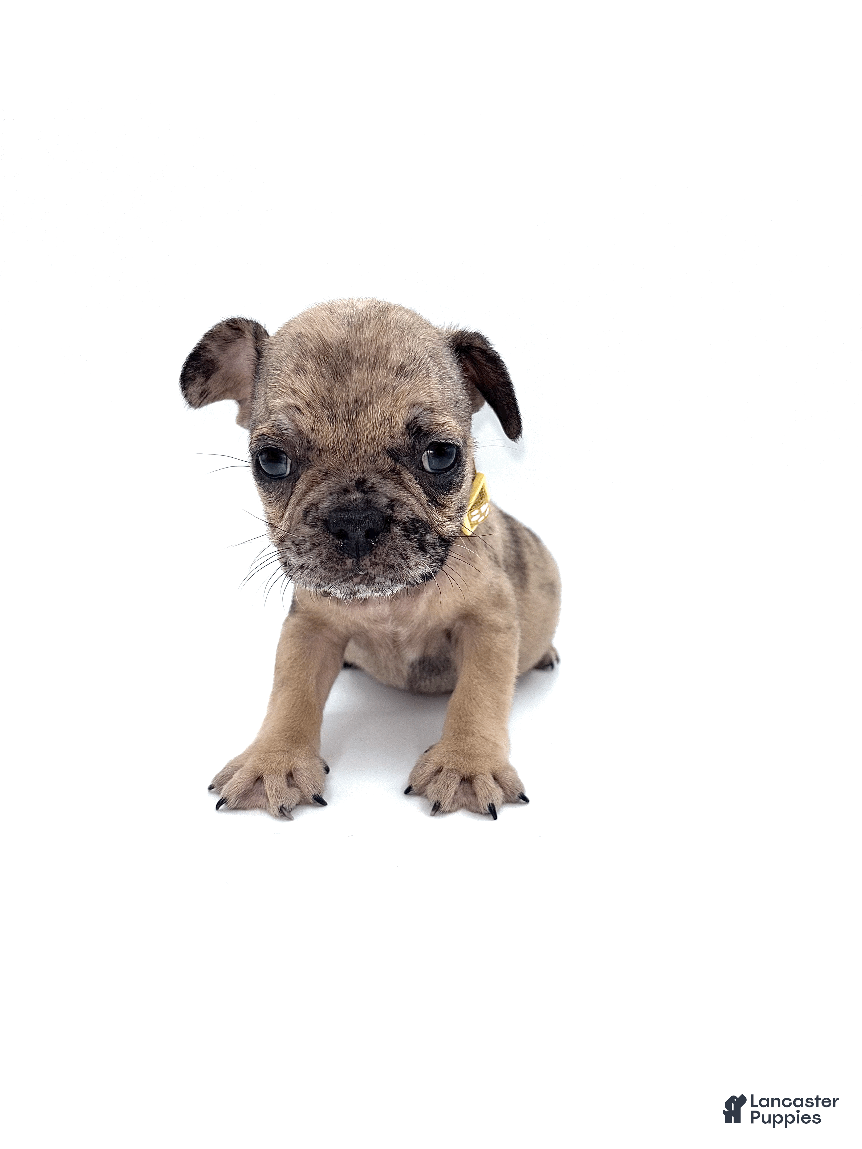 French Bulldog dogs French Bulldog Puppy 6 - Ad 2