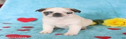 Pug dogs for sale: Greg - Ad 4