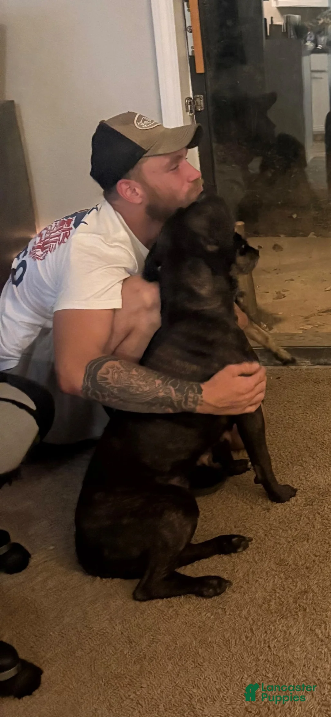 American Pit Bull Terrier dogs for sale: American Pit Bull Terrier 1 - Ad 2